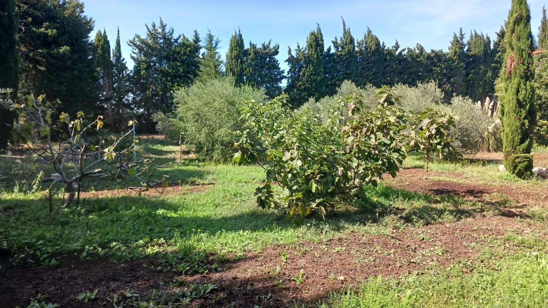 Gite Alpilles & Piscine - Oliveraie Bio Mas De Cargane Entressen Holiday home